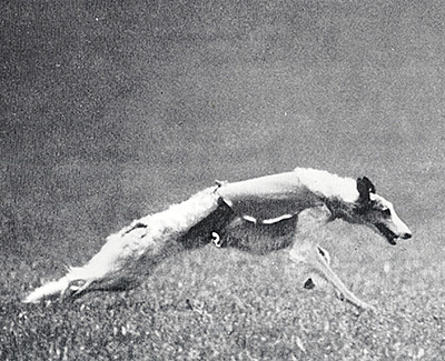 Top Coursing Borzoi 1985